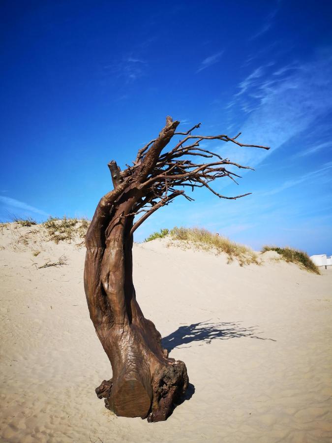 Zeester En Koffie. Oostduinkerke-Bad Luaran gambar